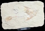 Fossil Coccodus (Crusher Fish) - Lebanon #9476-2